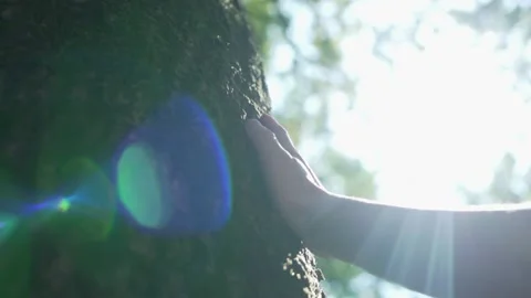 Hand Strokes The Bark Of An Old Oak, A Tree in The Forest, A Park. Love of Natur Stock Footage 160805215