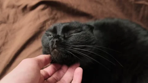 Hand strokes a black cat, close-up, camera focus on the cat's muzzle. Video stock 297745292
