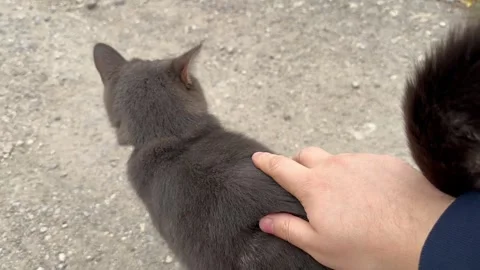 A hand strokes a cat Stock Footage 252451712