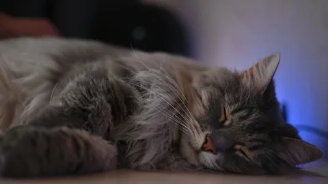 A hand strokes a gray cat resting on the tabletop, and the background is Vidéo 337101086