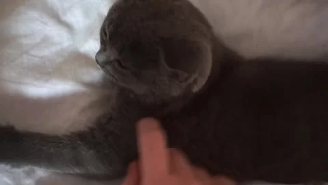 Hand strokes a gray kitten and touches its nose, Scottish Straight blue cat Stock Footage 244325040