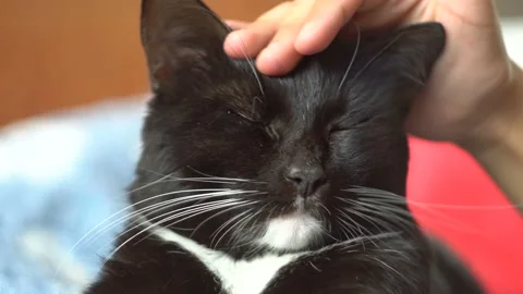 A hand strokes the head of a dark cat. Close-up 4K Stock-Footage 121015437