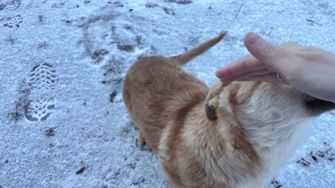 A hand strokes a little puppy dog on the street. Winter time. Charity and Stock Footage 227357953
