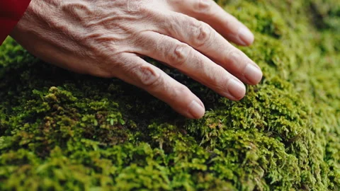 Hand Strokes Moss On Tree Stock Footage 219358645