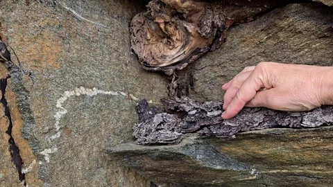 A hand strokes the old bark of an old tree. Stock Footage 340773963