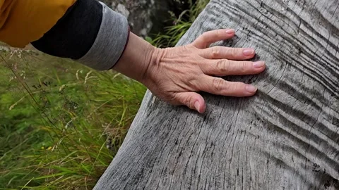 A hand strokes the old roots of an old tree. Stock Footage 340773861