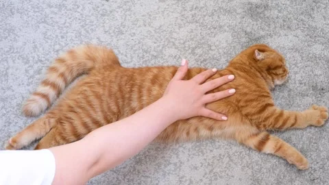 A hand strokes an orange tabby cat lying on gray carpet, view from above. Stock Footage 346295932