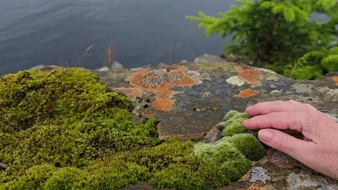 A hand strokes the pattern and green moss on a granite stone. Stock Footage 341355762