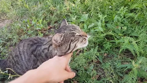 Hand strokes a stray cat on the street. alley cat . Stock Footage 221564580