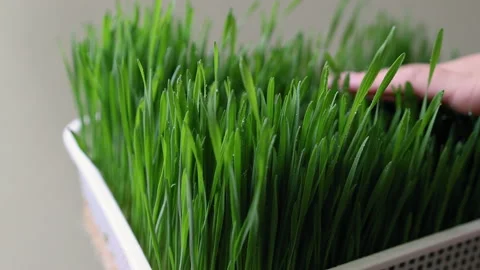 Hand strokes the tops of the wheat sprouts in the tray Vídeos de archivo 155299281