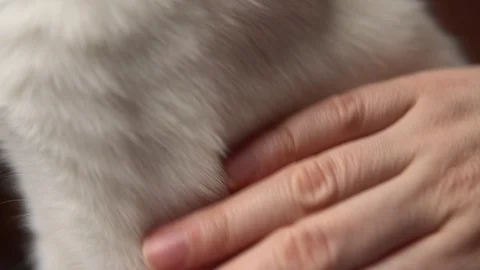 Hand strokes a white smooth cat Stock Footage 126424526