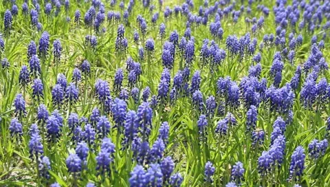 Hand - Stroking Blue Flowers 스톡 동영상 11132310