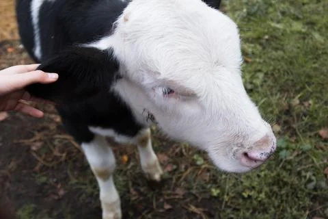 Hand stroking calf's ear. Close-up of a calf's muzzle from above. Stock Photos