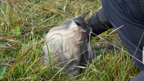 Hand stroking, caressing gray cat eating green grass, outdoors Stockbeeldmateriaal 164093580