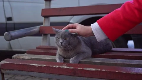 Hand stroking a cat on a bench Stock Footage 220484999