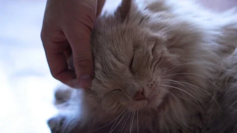 Hand stroking the cat. Close up Stock Footage 102383592