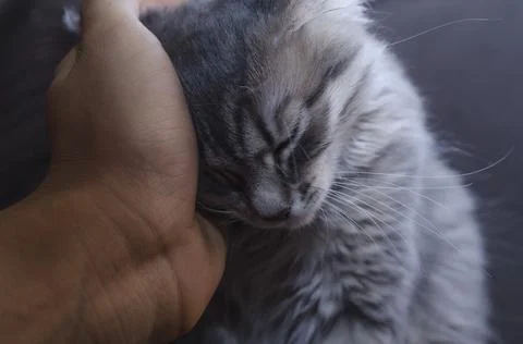 Hand stroking a cat close up 库存照片