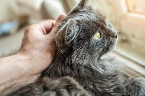 Hand stroking the cat on the head Foto stock