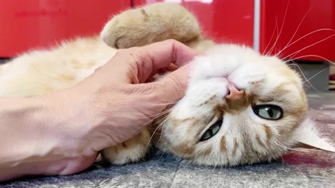 Hand stroking cat lying on back. Stock Footage 196880445