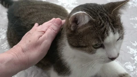 Hand stroking a cat, sitting on bed at home. Stock Footage 149476684