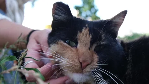 Hand stroking the cat under its neck Video stock 120452487