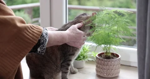 Hand stroking a cat.Happy grey cat being stroked by her owner. Senior women s Stock Footage 152774748