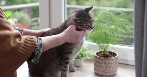 Hand stroking a cat.Happy grey cat being stroked by her owner. Senior women s Stock Footage 152774763