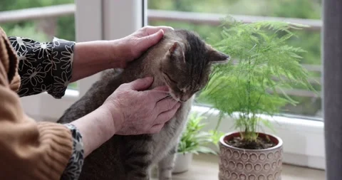 Hand stroking a cat.Happy grey cat being stroked by her owner. Senior women s Stock Footage 152774777