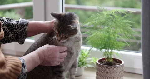 Hand stroking a cat.Happy grey cat being stroked by her owner. Senior women s Stock Footage 152774794