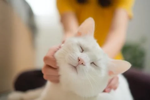 Hand stroking content white cat Foto stock