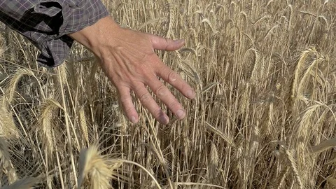 Hand is stroking a cornfield Stock Footage 91818053