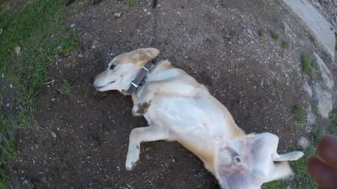 Hand stroking a dog Stock Footage 75491427