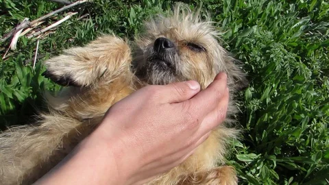 Hand stroking a dog Video stock 129055033