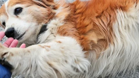 Hand stroking the dogs head. affectionate dog. Stock Footage 240849887