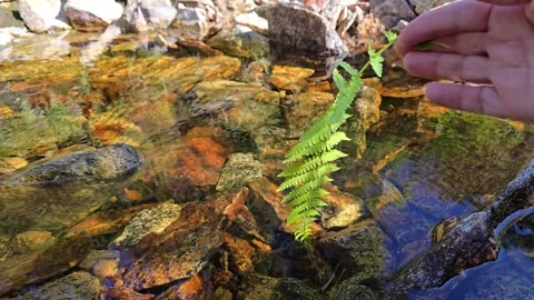 Hand stroking flowing stream water with green fern leaf Stock Footage 343734979