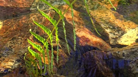Hand stroking flowing stream water with green fern leaf Stock Footage 343734988