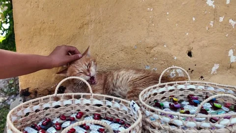 Hand stroking ginger cat lying by souvenir display in Rhodes, Greece Stock Footage 340575877
