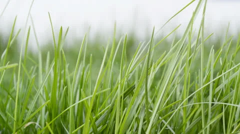 Hand stroking the green grass Stock Footage 22946564