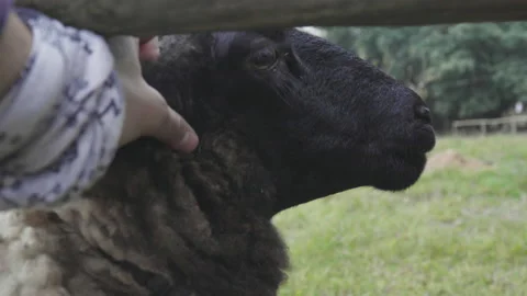 Hand stroking head of black sheep in rural environment Video stock 165696401