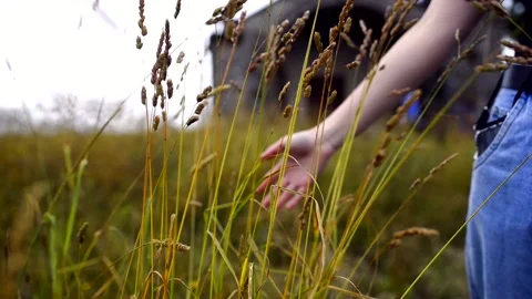 Hand stroking the high grass Stock Footage 134498067