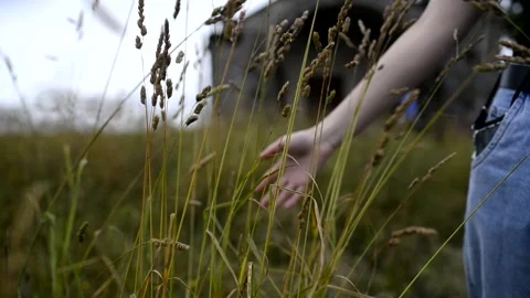 Hand stroking the high grass Stock Footage 134498070