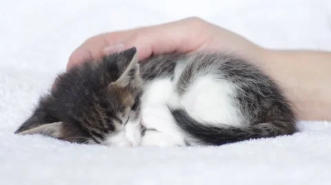 Hand stroking  kitten Stock Footage 48887837