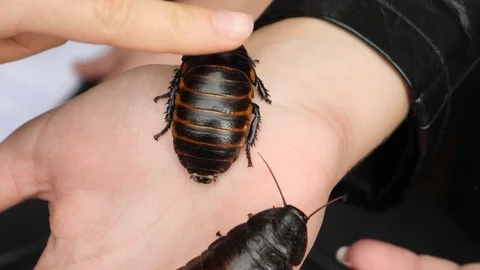 Hand Stroking Large Cockroach Stock Footage 121342661