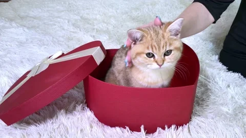 Hand stroking little red striped kitten sitting in red heart  box. Stock Footage 155232223