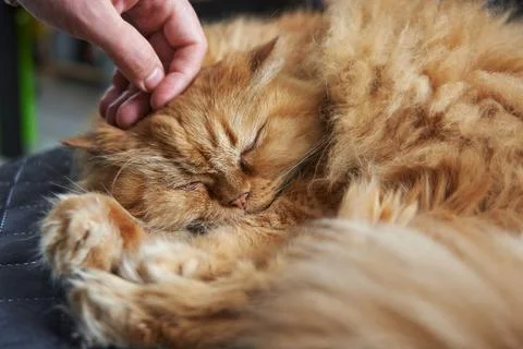 Hand stroking the muzzle of a sleeping ginger cat close-up Stock Photos