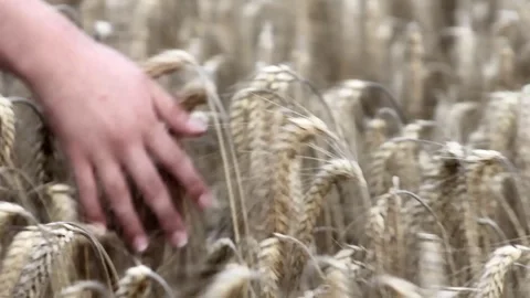 Hand is stroking over a cornfield Stock Footage 93781796