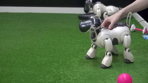 Hand stroking a robot dog Stock Footage 83432136