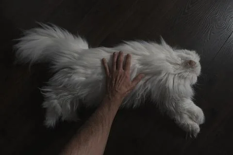 A hand is stroking a sleeping fluffy pet cat. Point of view Foto stock
