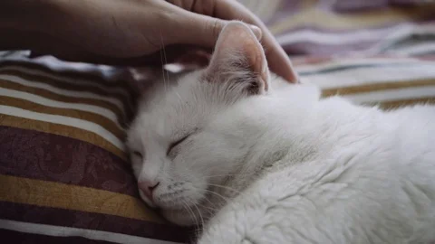 Hand stroking a sleeping white cat Stock Footage 108188899