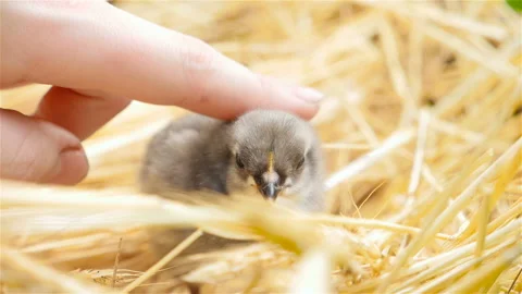 A hand is stroking a small chick. Close-up Stock Footage 91441274